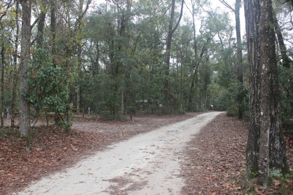 Loop road heading to our site