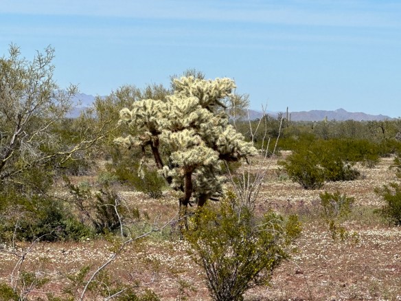 20EEC53C-E090-4556-90C5-A3563977921B