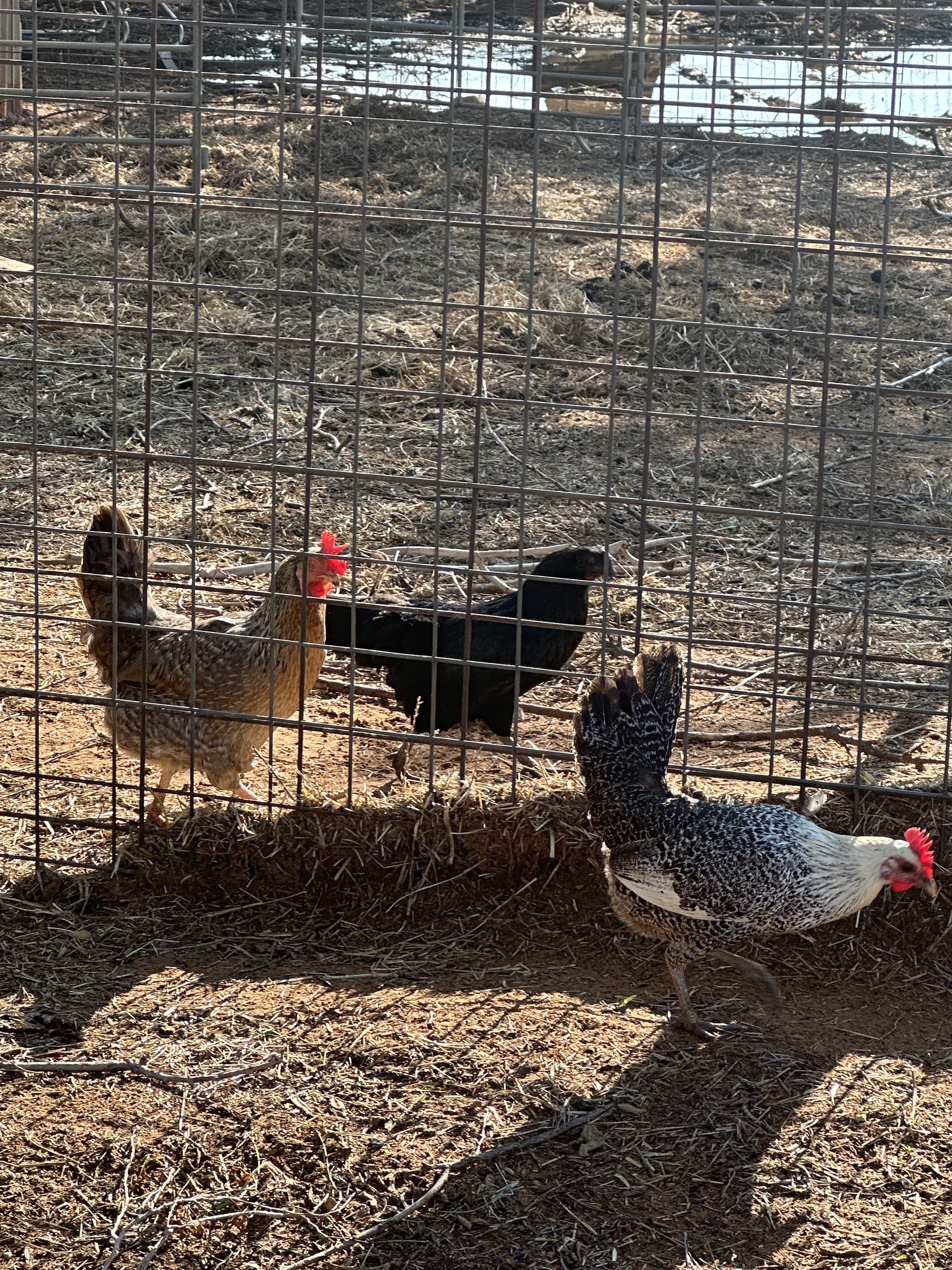 1482E231-1D86-4A5D-B46B-DDABB469E0D8_1_100_o